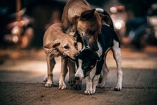 Zecken bei Straßenhunden