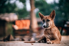 Versicherung für Straßenhunde