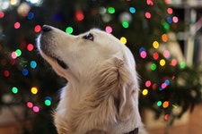Hunde-Weihnachten